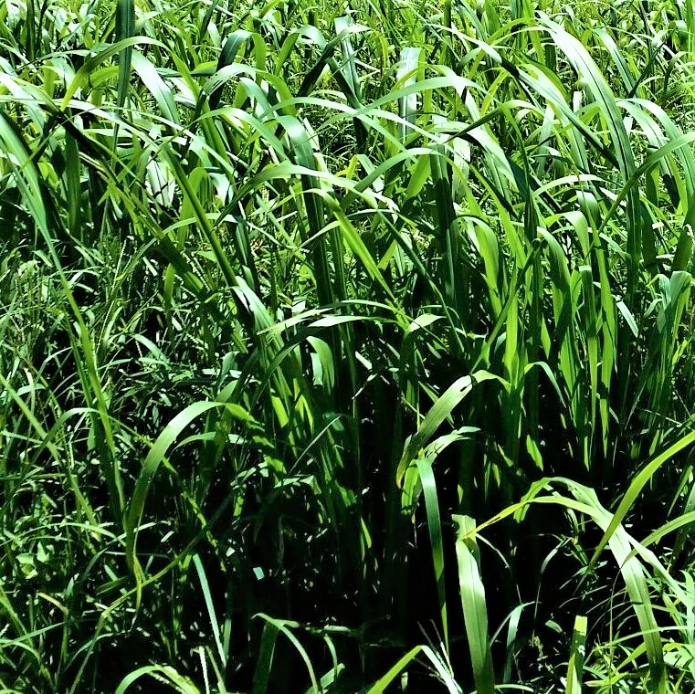 Forage Pasture Seeds / Forage Seeds / Pasture Seeds / Forage grass