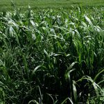 Forage Pasture Seeds / Forage Seeds / Pasture Seeds / Forage grass