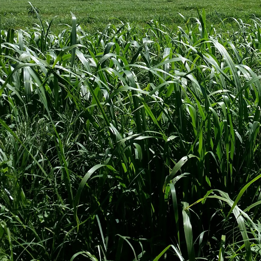Forage Pasture Seeds / Forage Seeds / Pasture Seeds / Forage grass