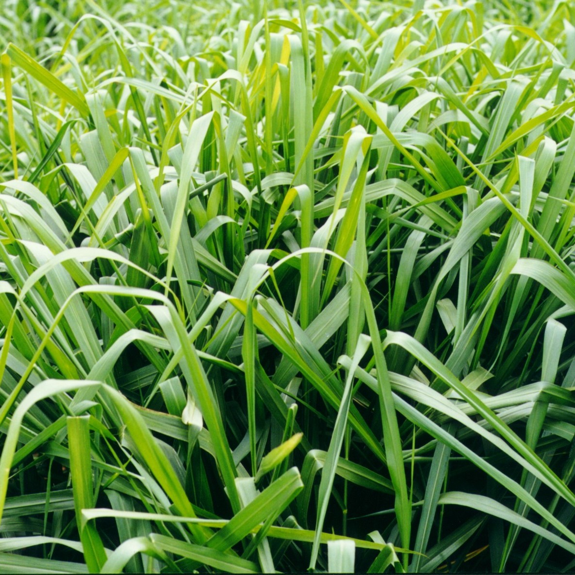 Forage Pasture Seeds / Forage Seeds / Pasture Seeds / Forage grass