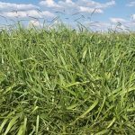 Forage Pasture Seeds / Forage Seeds / Pasture Seeds / Forage grass