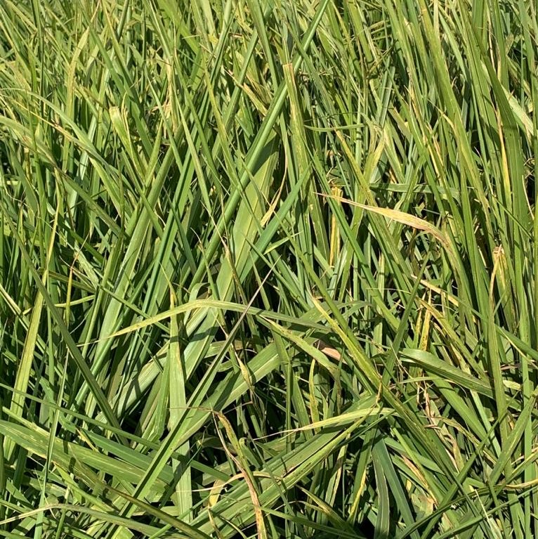 Forage Pasture Seeds / Forage Seeds / Pasture Seeds / Forage grass