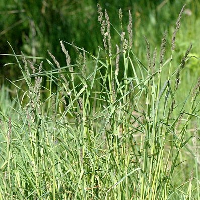 Forage Pasture Seeds / Forage Seeds / Pasture Seeds / Forage grass