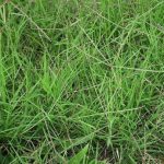 Forage Pasture Seeds / Forage Seeds / Pasture Seeds / Forage grass