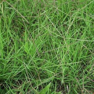 Forage Pasture Seeds / Forage Seeds / Pasture Seeds / Forage grass