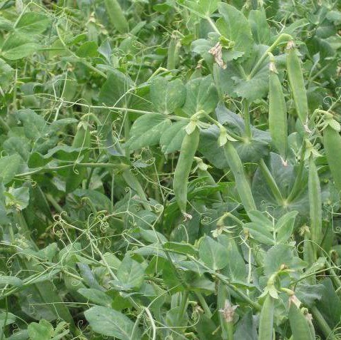 Forage Pasture Seeds / Forage Seeds / Pasture Seeds / Forage grass