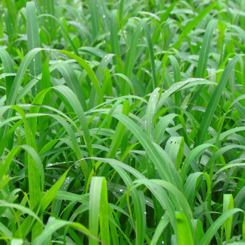 Aries / White Buffalo grass / Witbuffel gras