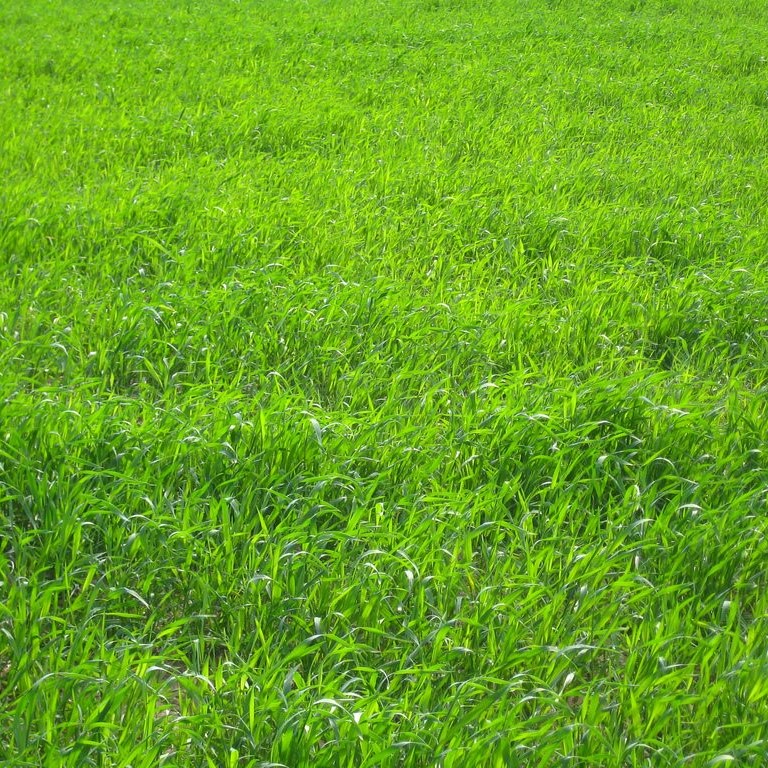 Forage Pasture Seeds / Forage Seeds / Pasture Seeds / Forage grass