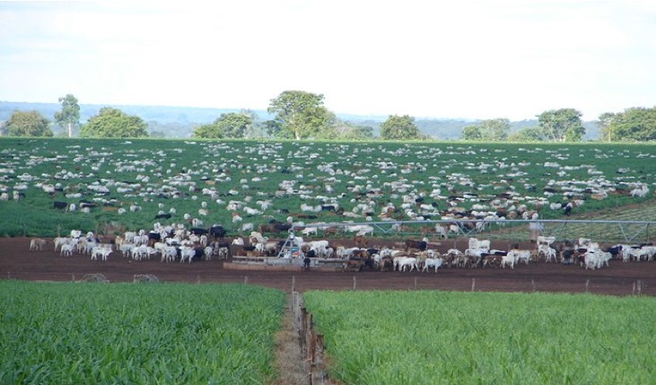 Forage Pasture Seeds / Forage Seeds / Pasture Seeds / Forage grass