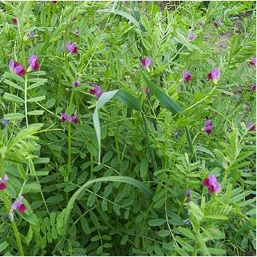 Forage Pasture Seeds / Forage Seeds / Pasture Seeds / Forage grass