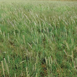 Forage Pasture Seeds / Forage Seeds / Pasture Seeds / Forage grass