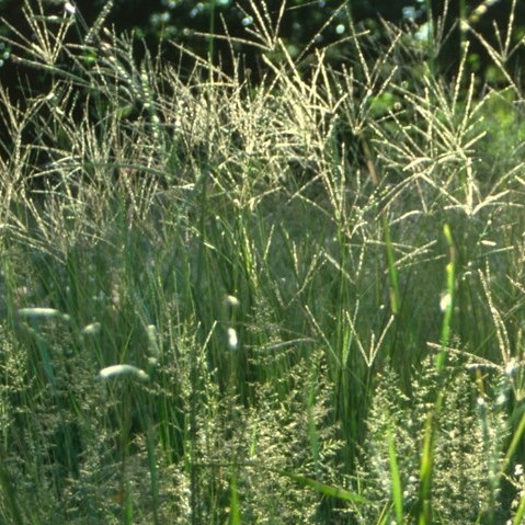 Forage Pasture Seeds / Forage Seeds / Pasture Seeds / Forage grass
