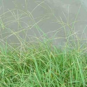 Forage Pasture Seeds / Forage Seeds / Pasture Seeds / Forage grass