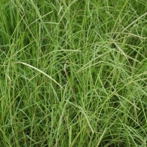 Forage Pasture Seeds / Forage Seeds / Pasture Seeds / Forage grass