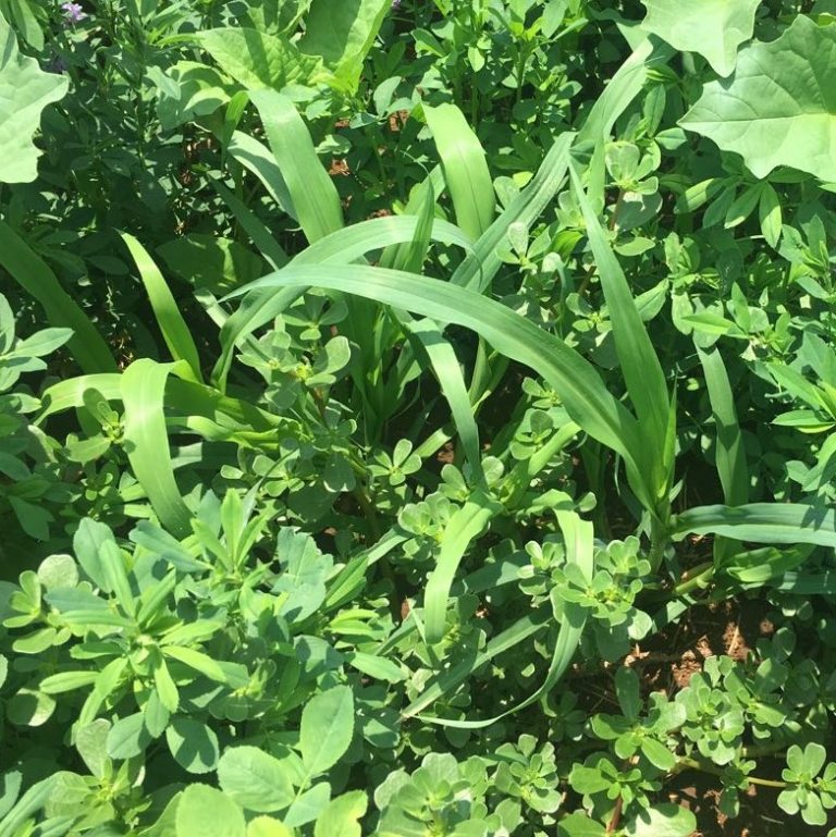 Standard Summer Cover Crop Mix / Cover Crops Brasuda
