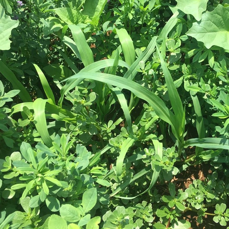 Forage Pasture Seeds / Forage Seeds / Pasture Seeds / Forage grass