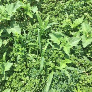 Forage Pasture Seeds / Forage Seeds / Pasture Seeds / Forage grass