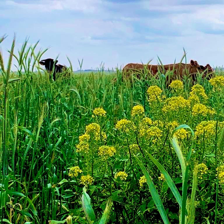 Forage Pasture Seeds / Forage Seeds / Pasture Seeds / Forage grass