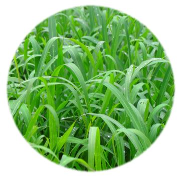 Forage Pasture Seeds / Forage Seeds / Pasture Seeds / Forage grass