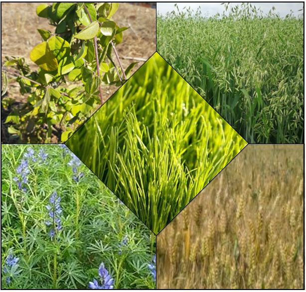 Budget Winter Cover Crop Mix / Cover Crops Brasuda
