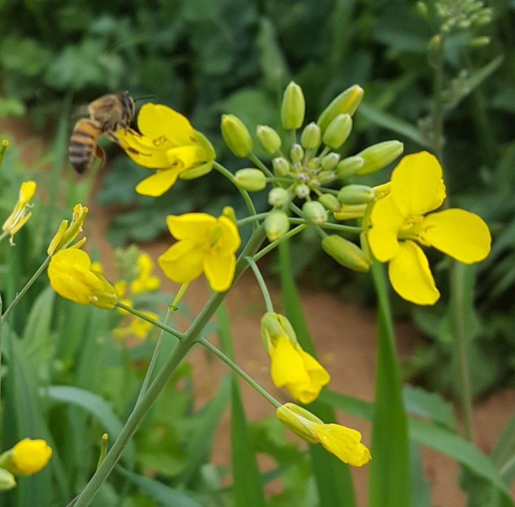 Canola in Winter Cover Crops