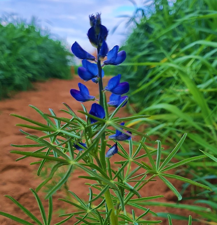 Lupin in Winter Cover Crops