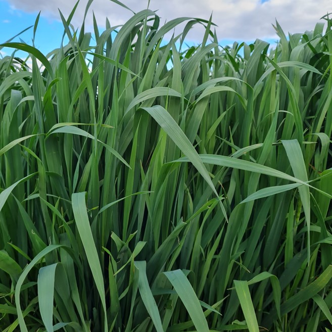 Oats in Winter Cover Crops