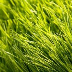 Forage Pasture Seeds / Forage Seeds / Pasture Seeds / Forage grass